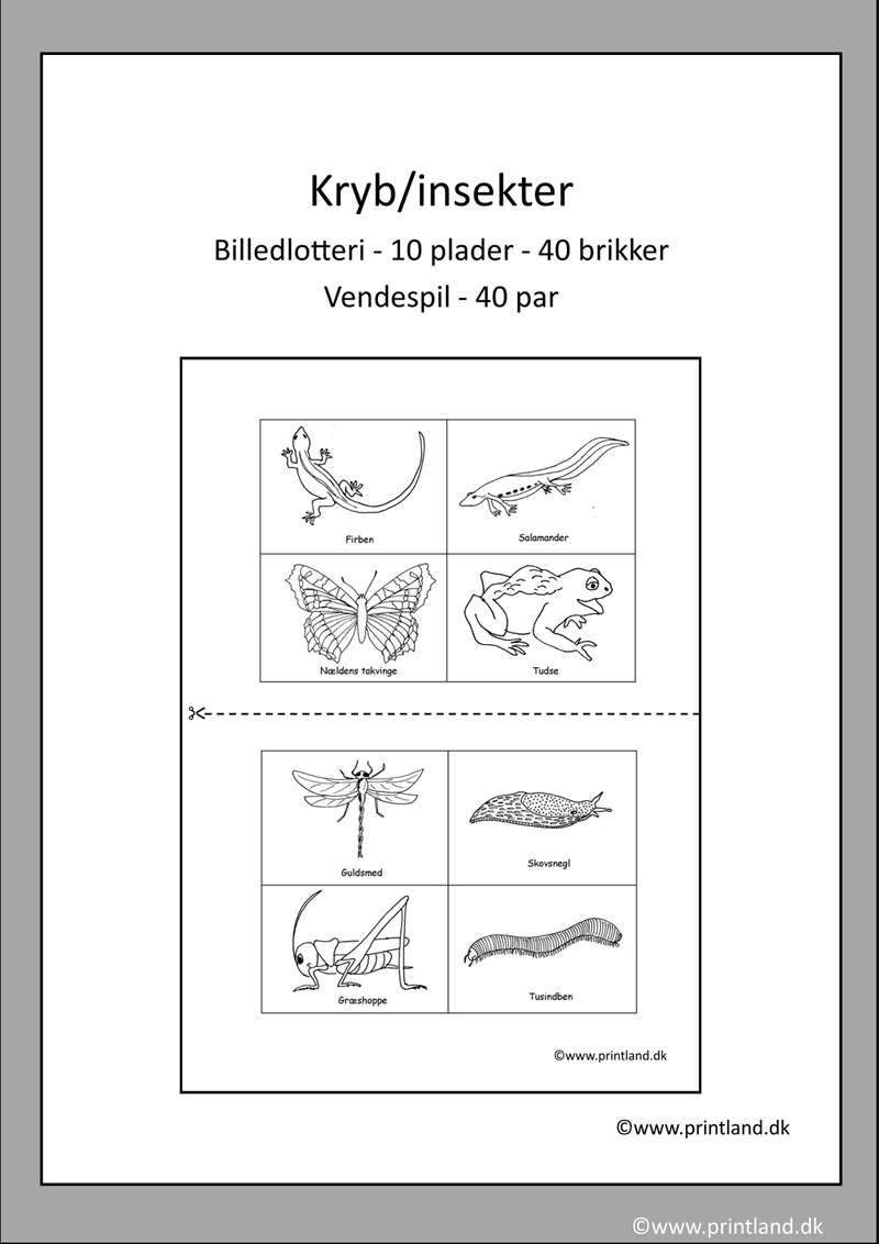 a28. kryb og insekter